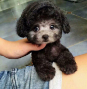 茶杯犬泰迪犬长不大超小体纯种小型犬袖珍犬宠物狗